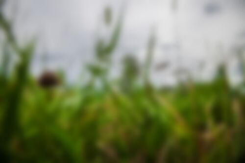 image floue d'un gros plan d'herbes